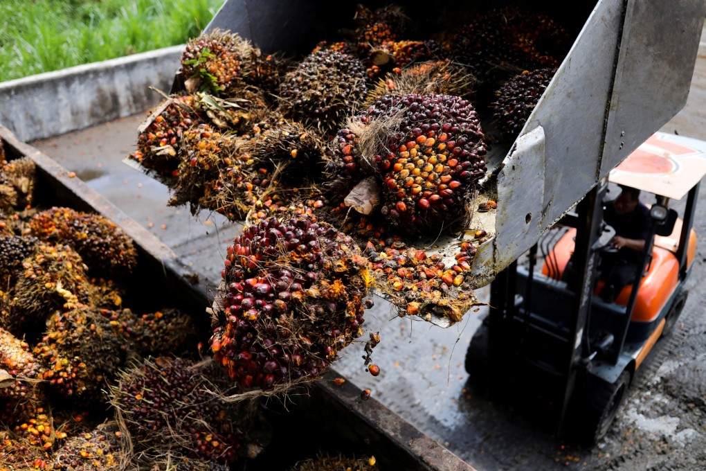 Fresh bunches of oil palm fruit harvested from smallholders’ plantations are loaded into a truck in Selangor, Malaysia, to be sent for processing. Photo: Reuters