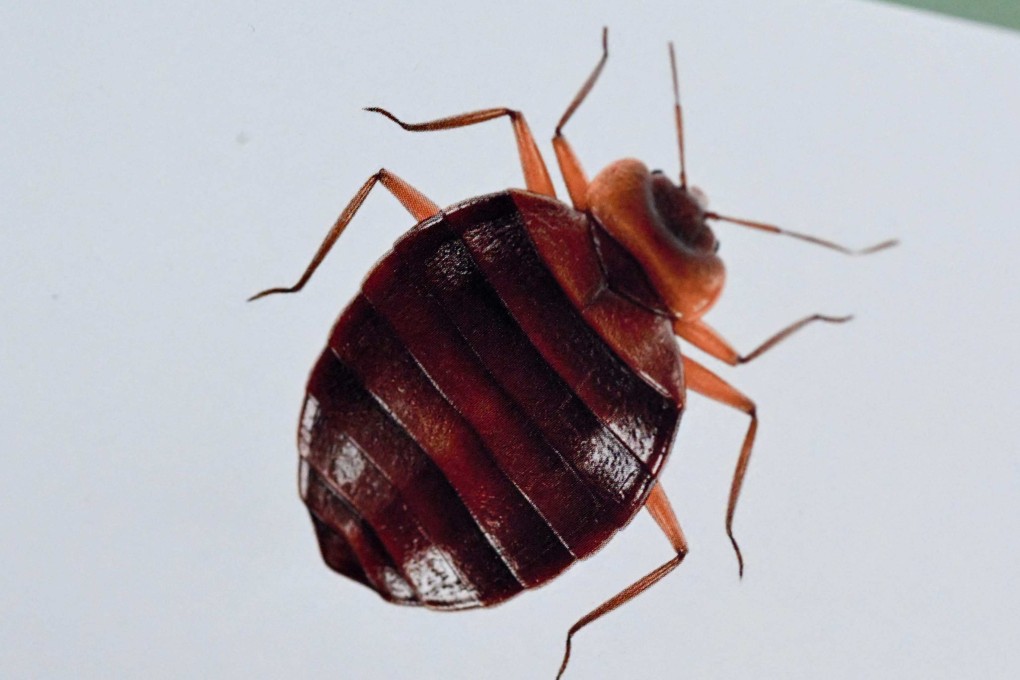 Bedbugs have in recent weeks gone from being a subject of potential derision to a contentious political issue in France. Photo: AFP