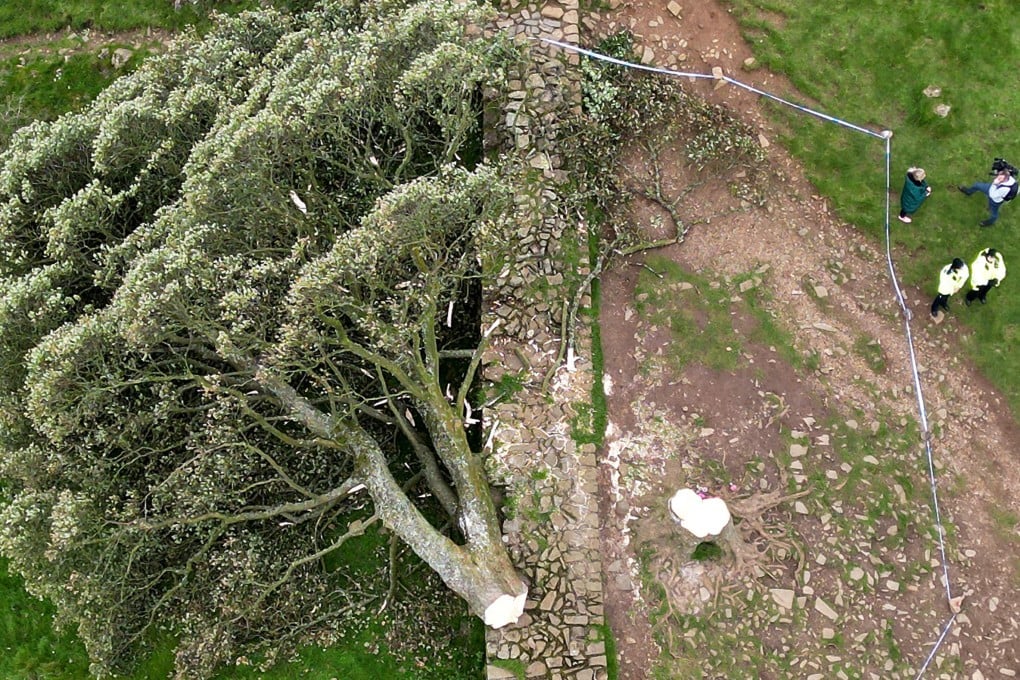 Aerial view of the “Sycamore Gap” tree on Hadrian’s Wall lies on the ground, leaving behind only a stump in the spot it once proudly stood. Photo: TNS