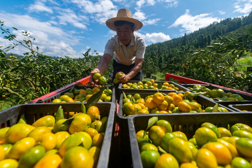 The origin and birthplace of citrus have long been a matter of debate, but a group of Chinese researchers say the roots of the family tree belong in China. Photo: Xinhua