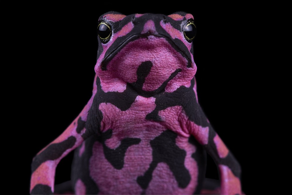 Scientists are urging immediate and substantial investments and policy actions to support the survival and ongoing recovery of amphibians. Photo: Handout