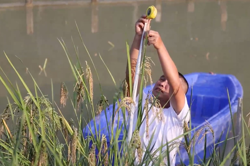 China’s latest giant-rice harvest took place in challenging soil conditions in Guizhou province. Photo: Xinhua