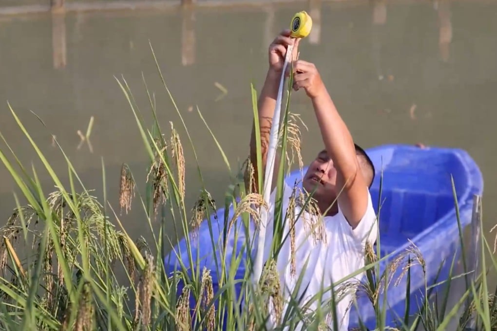 China’s latest giant-rice harvest took place in challenging soil conditions in Guizhou province. Photo: Xinhua