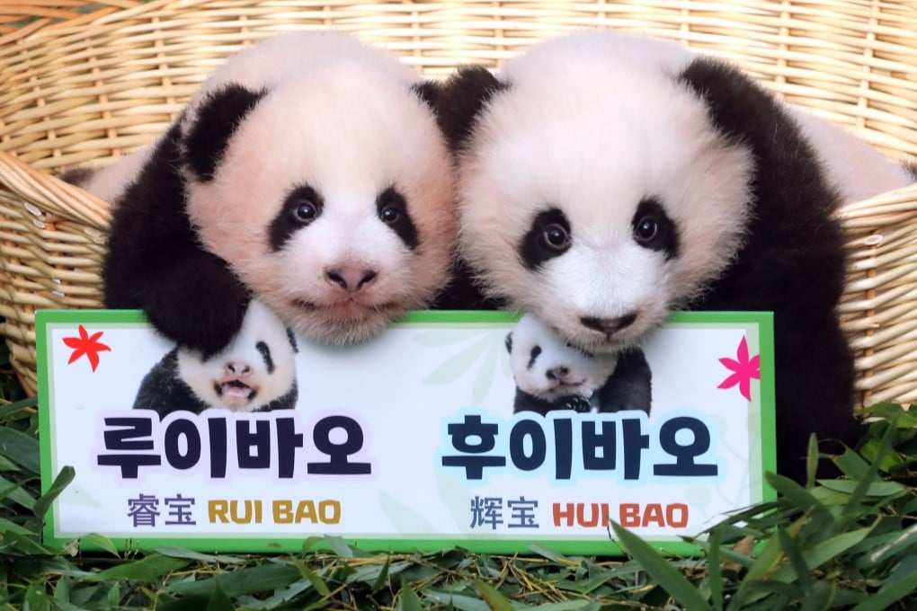 South Korea zoo names its 3-month-old twin pandas ‘treasures