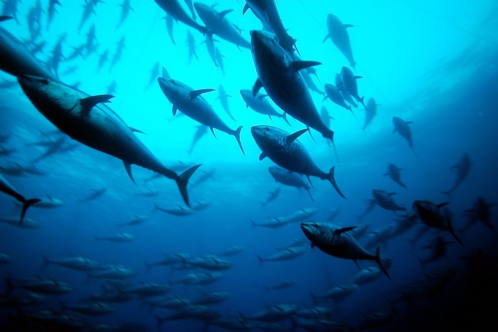Bluefin tuna in the Mediterranean Sea. Sustainable fishing, and open-water farming, of the fish have increased its population and made Atlantic bluefin tuna an ethical food choice, a Spanish food importer in Hong Kong says. Photo: Getty Images
