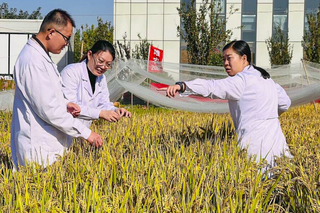 Chinese scientists examine a genetically modified strain of salt-tolerant rice. Photo: Weibo