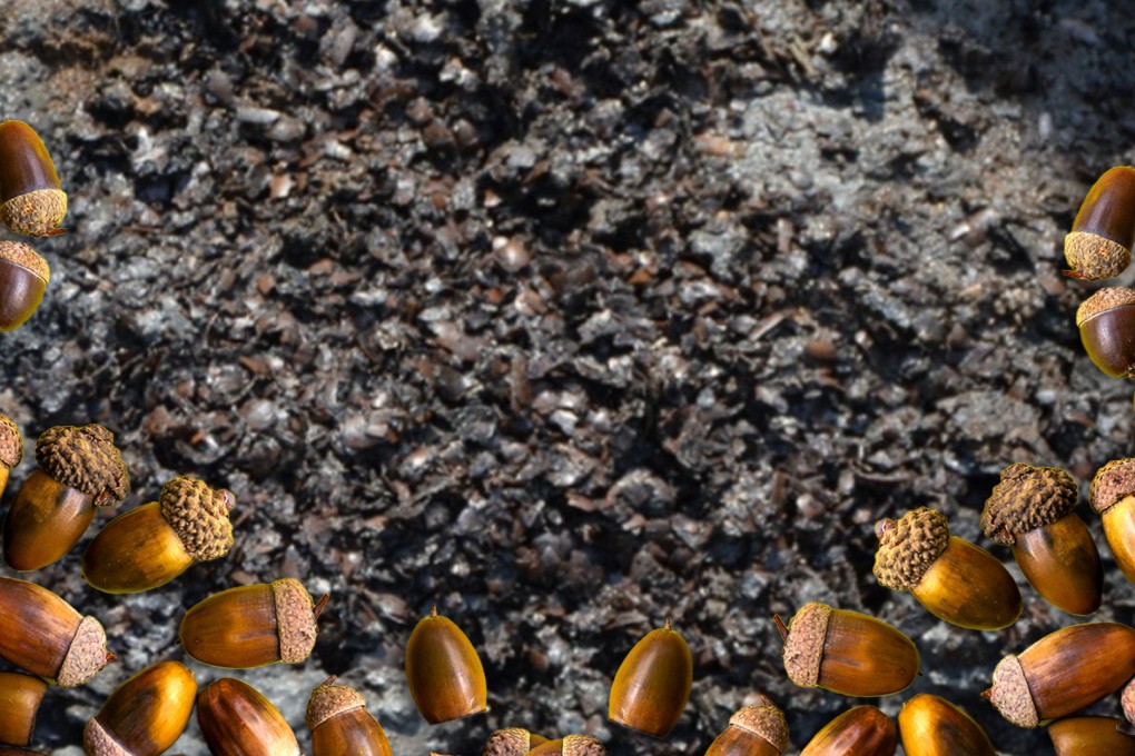 A large number of acorns were unearthed at the school site while there is increasing evidence that many early rice-farming communities in China heavily dependent on acorns. Photo: SCMP composite/Shutterstock/Global Times