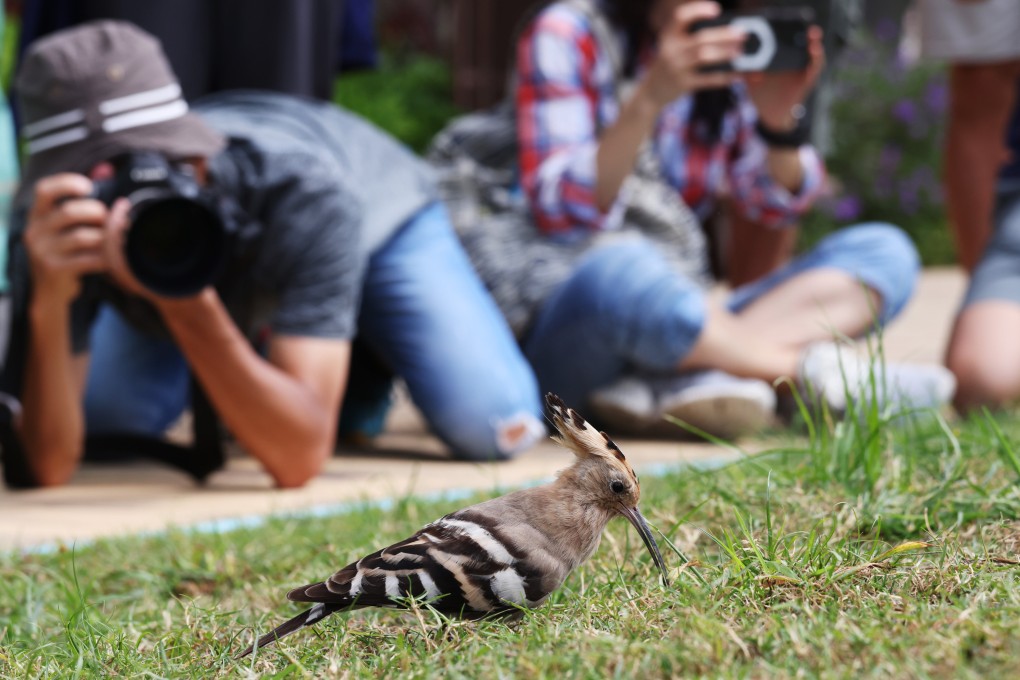 Hoopoe flying south stops in Hong Kong urban park and draws flock of ...