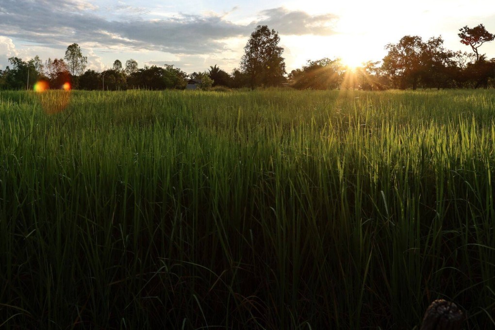 The sun rises above paddy fields at a sustainable rice farming project of GIZ Thailand Agriculture and Food Cluster and Olam Agri, in Ubon Ratchathani, Thailand, on September 21. Climate change is forcing food scientists to breed new varieties of rice that is more tolerant of salinity and other adverse conditions. Photo: Bloomberg