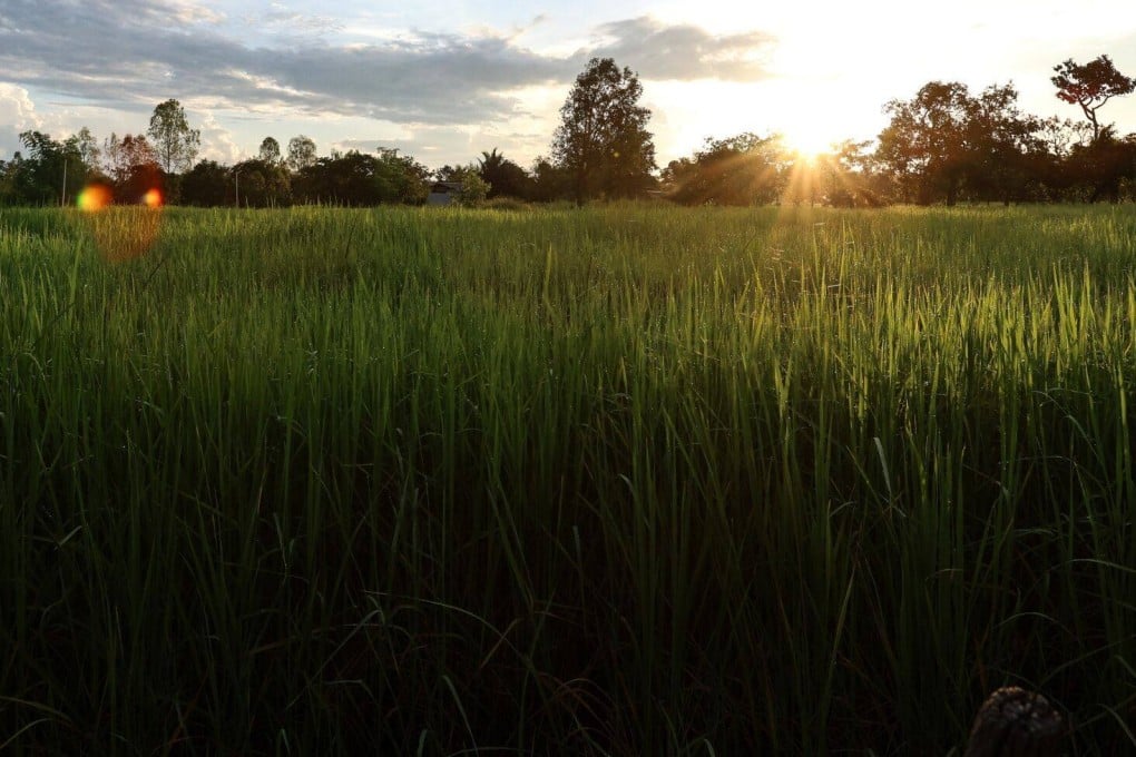 The sun rises above paddy fields at a sustainable rice farming project of GIZ Thailand Agriculture and Food Cluster and Olam Agri, in Ubon Ratchathani, Thailand, on September 21. Climate change is forcing food scientists to breed new varieties of rice that is more tolerant of salinity and other adverse conditions. Photo: Bloomberg