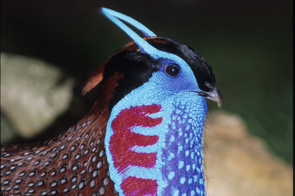 A young male Cabot’s tragopan in the eastern Himalayas of China. BBC natural history series Planet Earth III, narrated by David Attenborough, 97, shows viewers vulnerable animals such as this bird dealing with a changing world. Photo: Getty Images