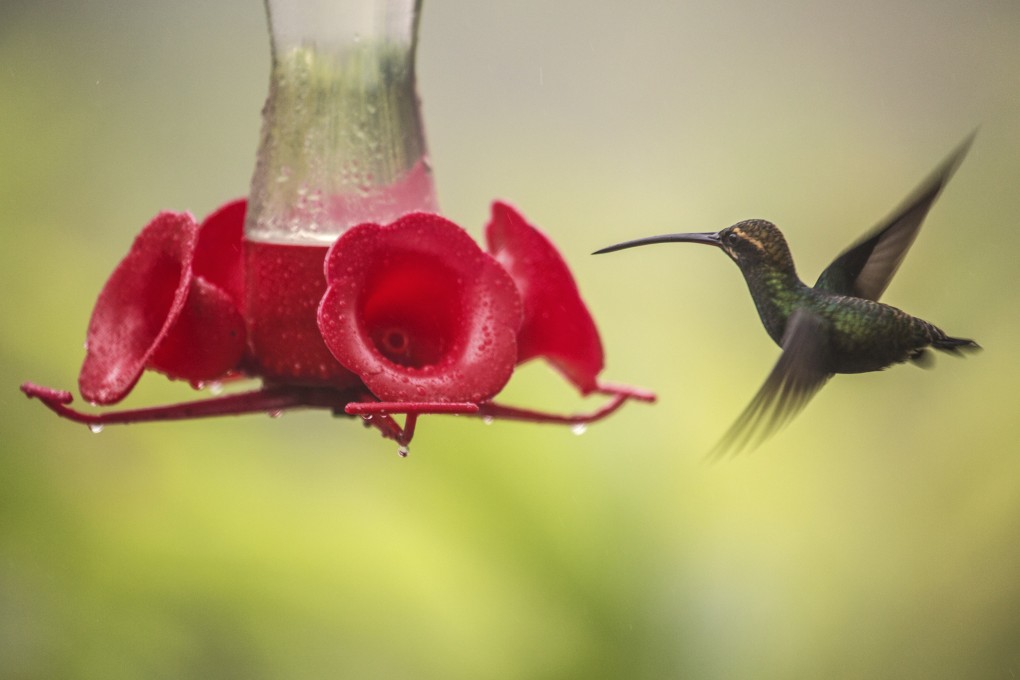 The Ecuadorean cloud forest is home to more than 100 species of hummingbird. Feeders draw them for tourists to see. They are among the wide variety of bird, animal and plant species that make the cloud forest one the most biodiverse places on Earth. Photo: Daniel Allen