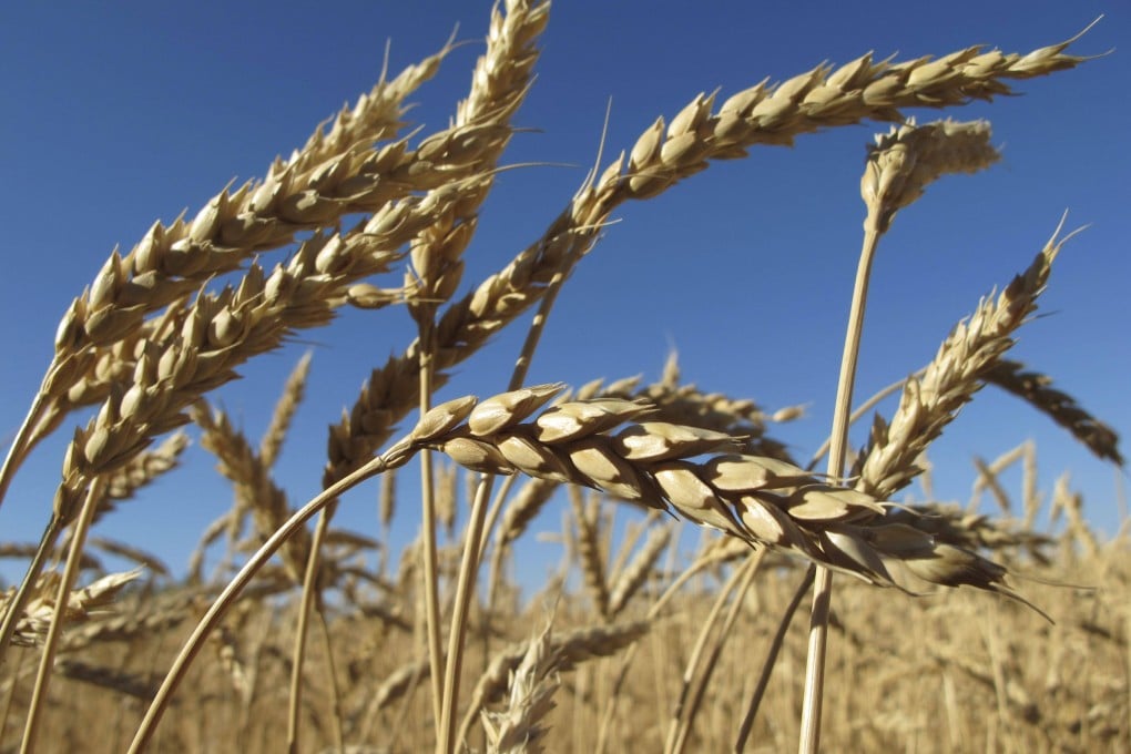 Russia will deliver 70 million tonnes of grain, legumes and oilseeds to China over the next 12 years, under the terms of a new deal. Photo: Reuters