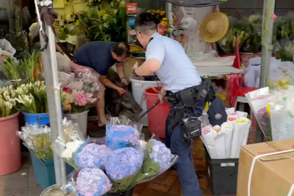 A florist grabs a wild boar that invaded his shop by the ears as a baton-wielding police officer waits outside. Photo: Handout