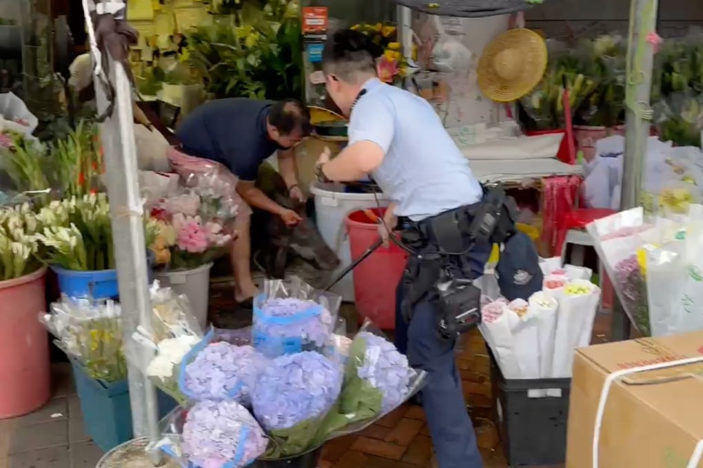 A florist grabs a wild boar that invaded his shop by the ears as a baton-wielding police officer waits outside. Photo: Handout