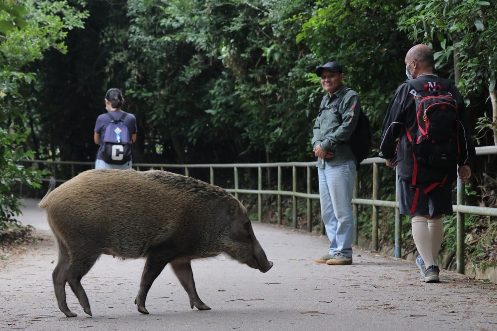 A wild boar in Aberdeen Country Park. Photo: Jelly Tse