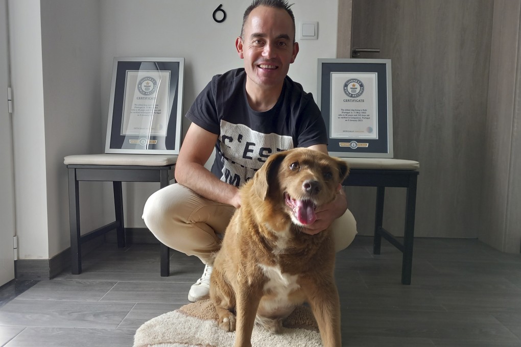 Bobi, a purebred Rafeiro do Alentejo Portuguese dog, with his owner Leonel Costa and his Guinness World Record certificates, at their home in Conqueiros, Portugal in May. Bobi died on Saturday at 31 years and 165 days of age. Photo: AP