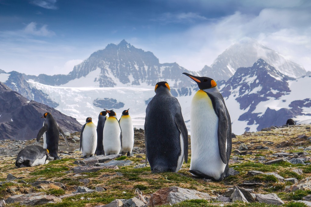 King penguins on South Georgia Island in the South Atlantic Ocean. Photo: Shutterstock