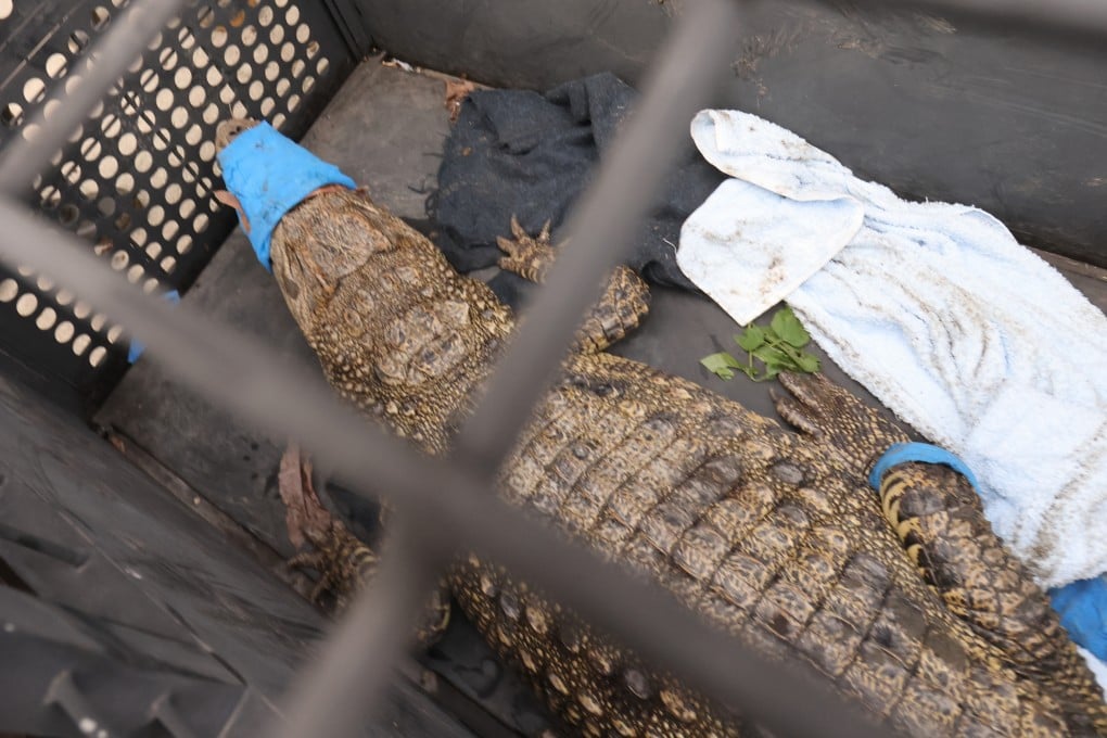 Experts believe that a crocodile spotted at a village in Pat Heung earlier this year was a pet on the loose. Photo: May Tse
