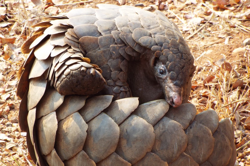Pangolins, whose scales are used in traditional medicine, are among the most trafficked wildlife in the world. Photo: Shutterstock