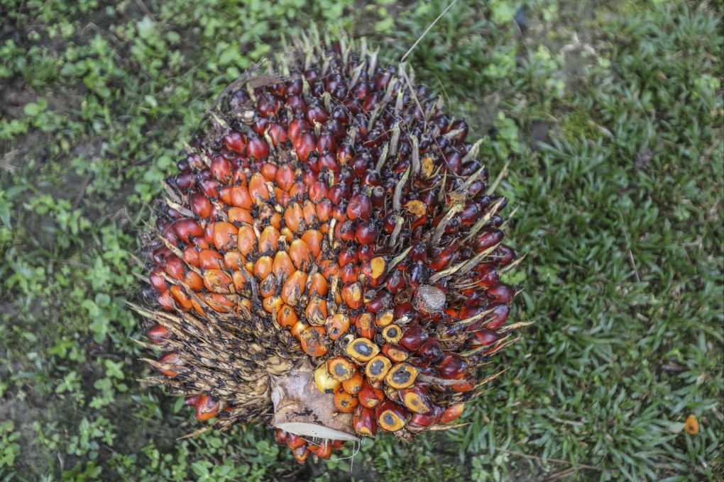 Freshly harvested palm fruits lay on the ground at a plantation in Indonesia, the world’s biggest producer of the commodity. Photo: EPA-EFE