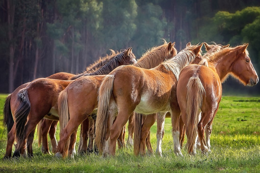 Australia approved the aerial shooting of wild horses to protect native wildlife, in a national park. Photo: Shutterstock