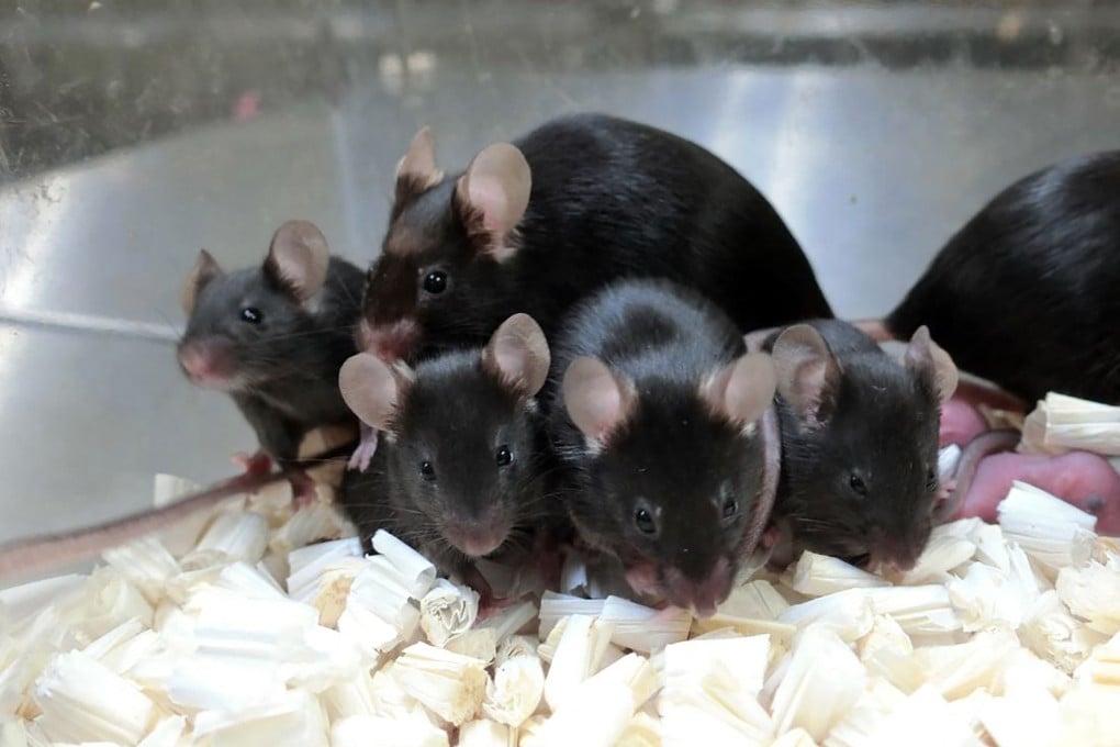 Healthy offspring of mice derived from space preserved spermatozoa in a 2020 image provided by the University of Yamanashi. Photo: AFP