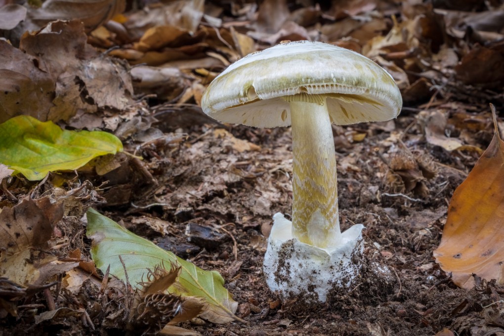 Death cap mushrooms possess potent toxins that slowly poison the liver and kidneys. Photo: Shutterstock
