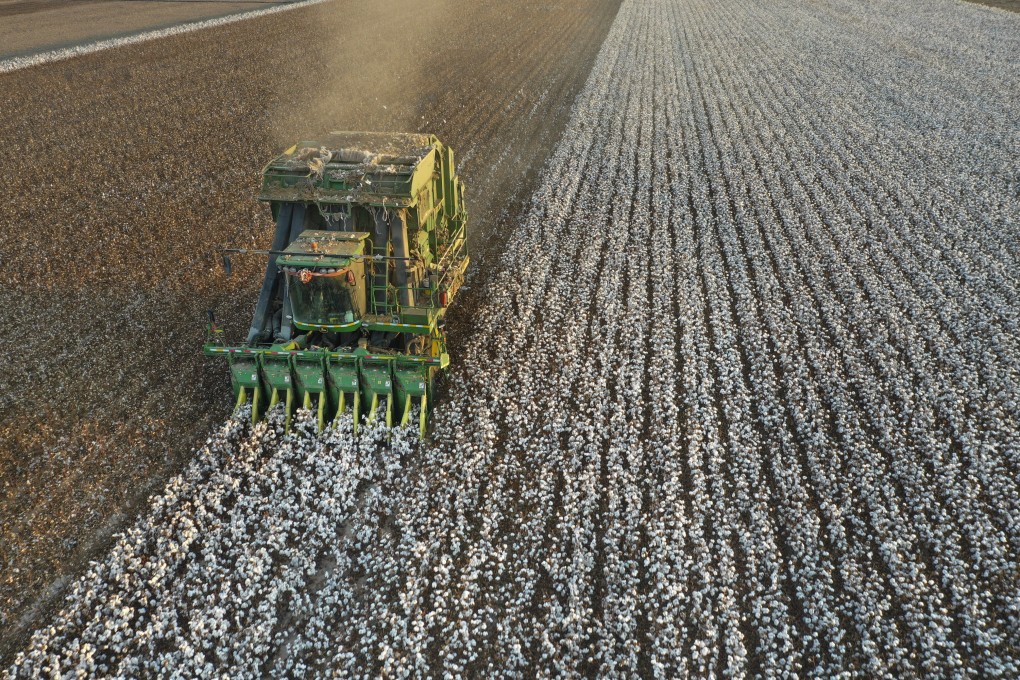 The cotton harvest season starts in October in Xinjiang, the largest cotton-growing area in China. Cotton output from the region was expected to drop by 11 per cent this year compared to 2022. Photo: Xinhua