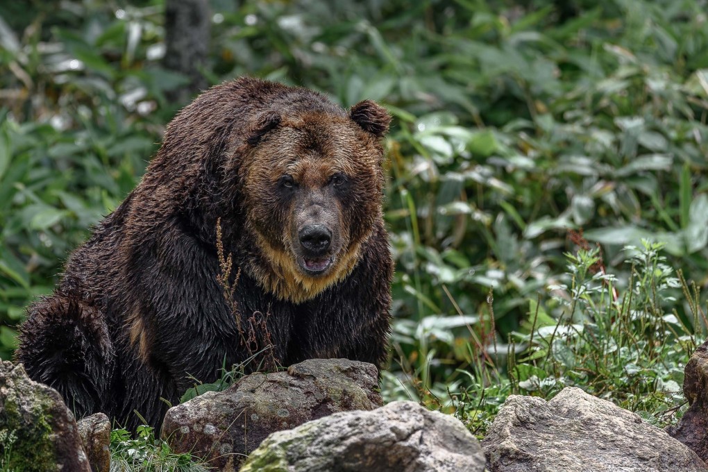 A yezo brown bear portrait in the nature. Japan had 180 incidents of bear attacks leading to five deaths between the start of April and the end of October. Photo: Shutterstock