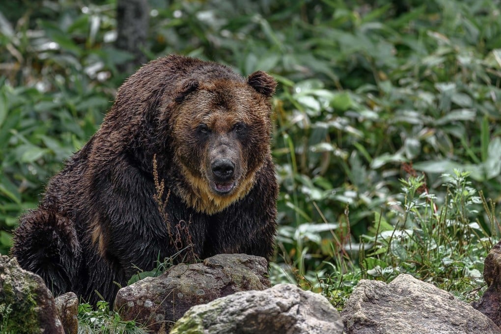 A yezo brown bear portrait in the nature. Japan had 180 incidents of bear attacks leading to five deaths between the start of April and the end of October. Photo: Shutterstock