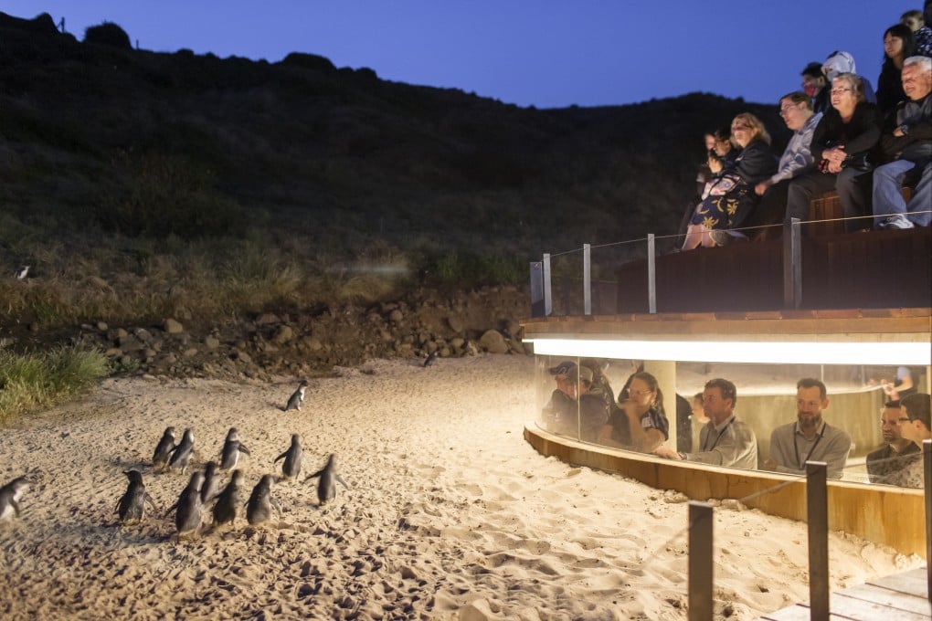 Falling populations of little penguins on Phillip Island, in Victoria, Australia, in the 1980s led to the creation of the Penguin Parade Visitor Centre, which allows visitors to view the birds up close without disrupting their daily lives. Photo: Phillip Island Nature Parks