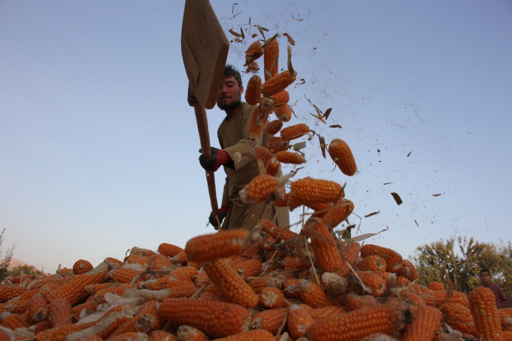A farmer airs newly harvested corn in Balkh province, Afghanistan. Photo: Xinhua