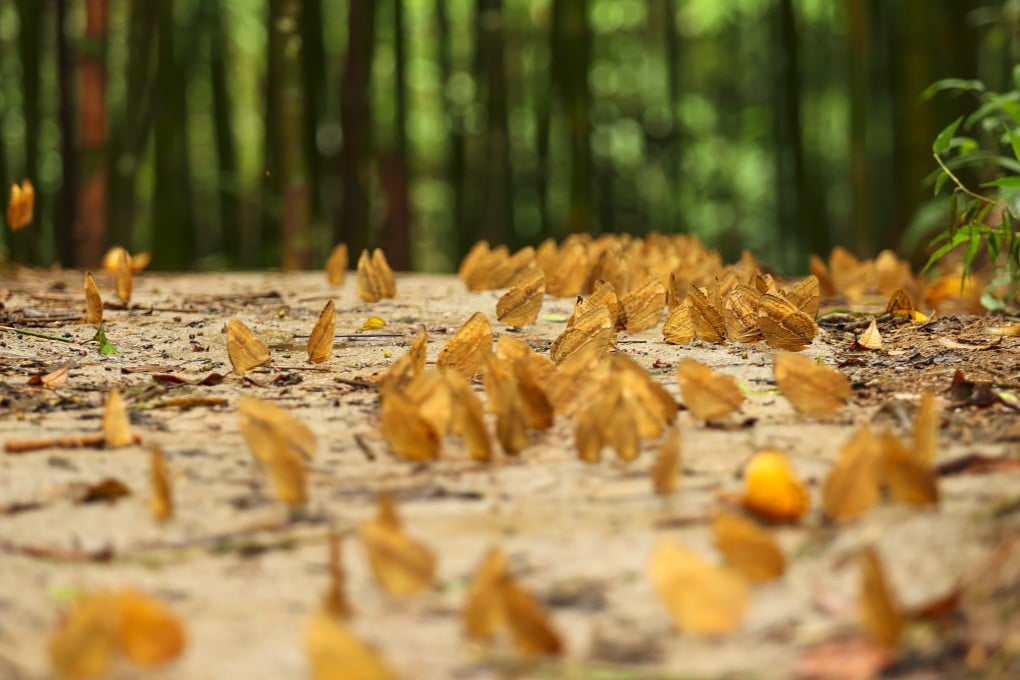 A rare ecological spectacle in southwest China’s Yunnan province as hundreds of millions of butterflies emerge from chrysalises. Scientists in China and the United States say evidence suggests that as climate change fuels extreme weather events, invasive species will pose even greater risks to biodiversity. Photo: Xinhua