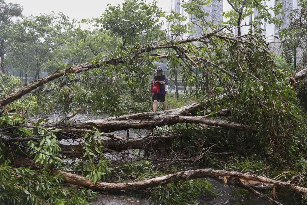 Trees blown down by Super Typhoon Saola in Sha Tin in September. The environment minster noted that the Observatory already sent out weather warnings via TV, radio and online platforms. Photo: Sam Tsang