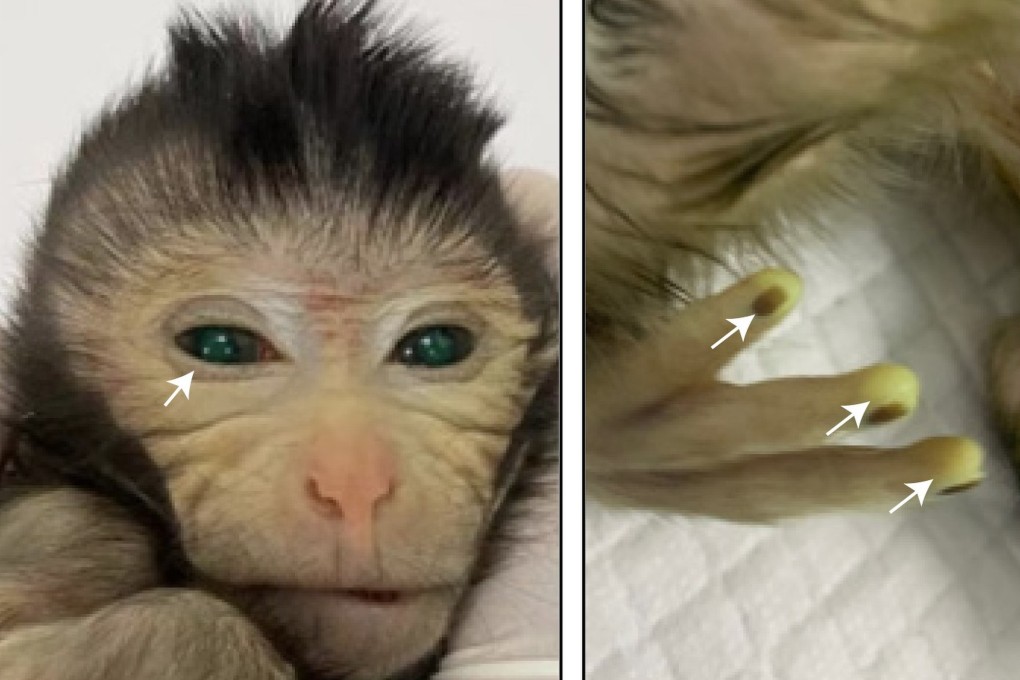 Images showing the green fluorescence signals in different body parts of the live-birth chimeric monkey at the age of three days Photo: Cell Cao et al