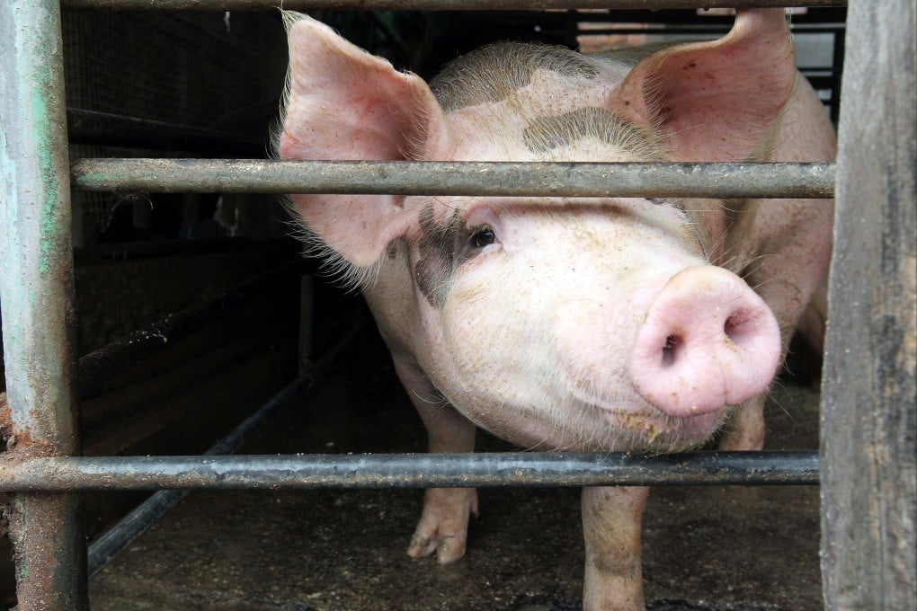A file photo of a pig farm in Yuen Long. The remains of the culled pigs were sent to the West New Territories Landfill, as per established procedures. Photo: K. Y. Cheng