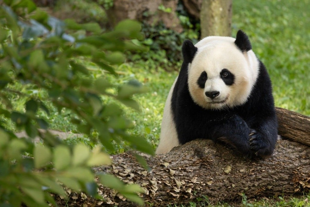 Giant panda Mei Xiang at her 25th birthday celebration at the National Zoo in Washington on July 22. Photo: Smithsonian’s National Zoo and Conservation Biology Institute