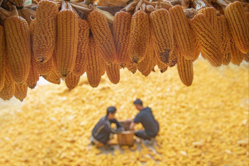 China reported a record grain harvest for 2023 despite potential setbacks, including droughts and floods in major agricultural areas. Photo: Xinhua
