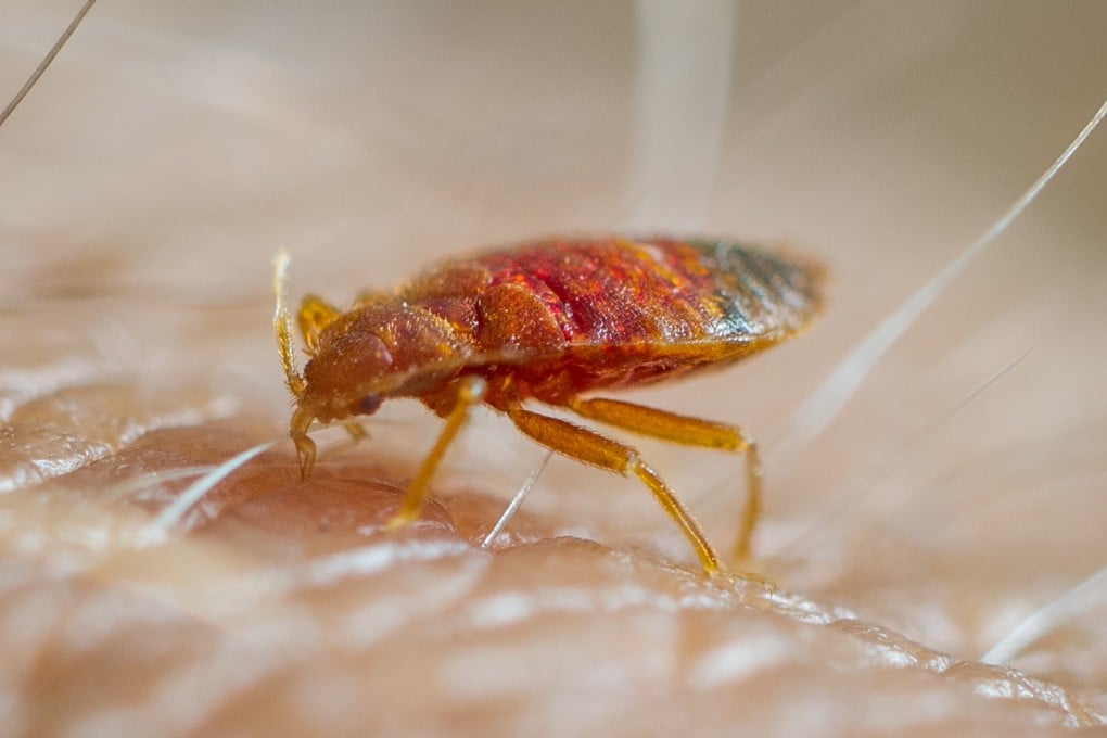 Bedbugs have appeared on international radar screens after large-scale outbreaks in South Korea, Paris and London as international travel picked up in the wake of the Covid-19 pandemic. Photo: Getty Images