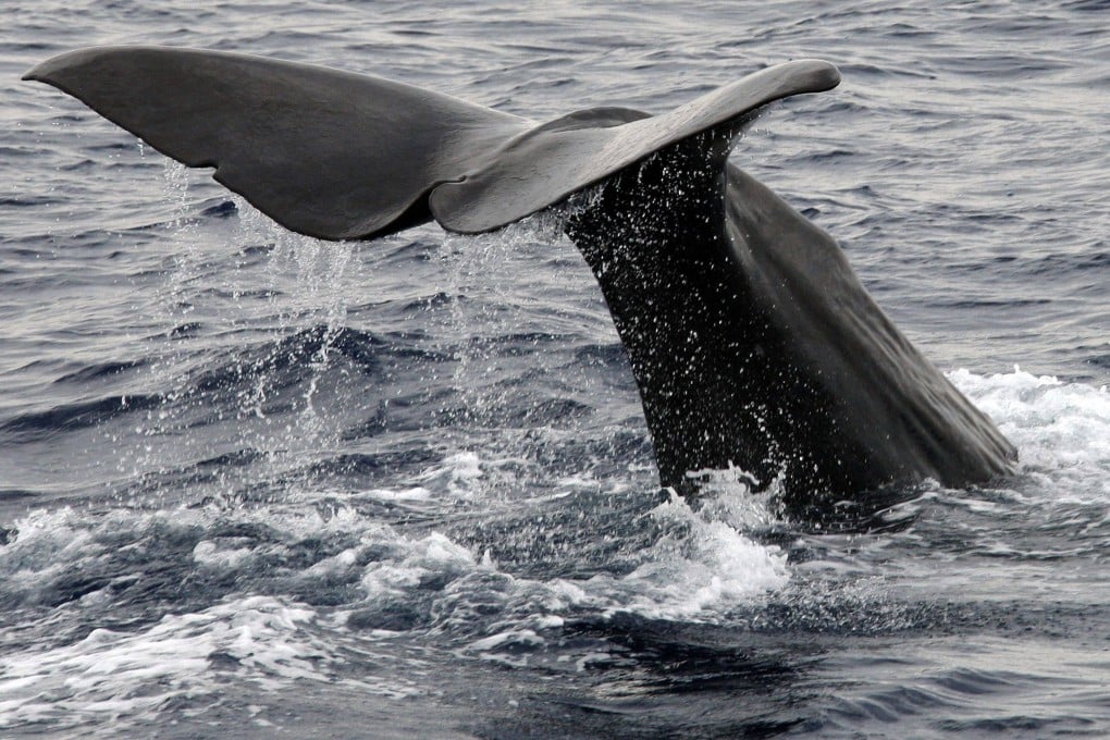 The tail of an 18-metre-long sperm whale. File photo: AFP