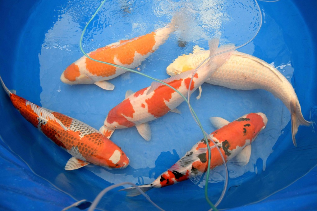 Nishikigoi koi swim in a water tank at a fish farm in Saitama prefecture. Photo: AFP