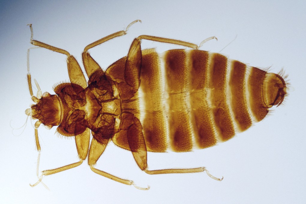 Bedbugs are in the news after apparent outbreaks in South Korea and Paris, and now there have been reported sightings in Hong Kong hotels and on the MTR. Photo: Getty Images