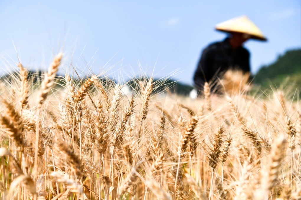 In keeping with China’s quest for food sustainability, scientists are looking for a sustainable and safe alternative to the weed killer paraquat. Photo: Xinhua