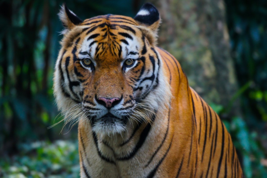 The Malayan tiger subspecies is the national animal of Malaysia, appearing on the country’s coat of arms. Photo: Shutterstock
