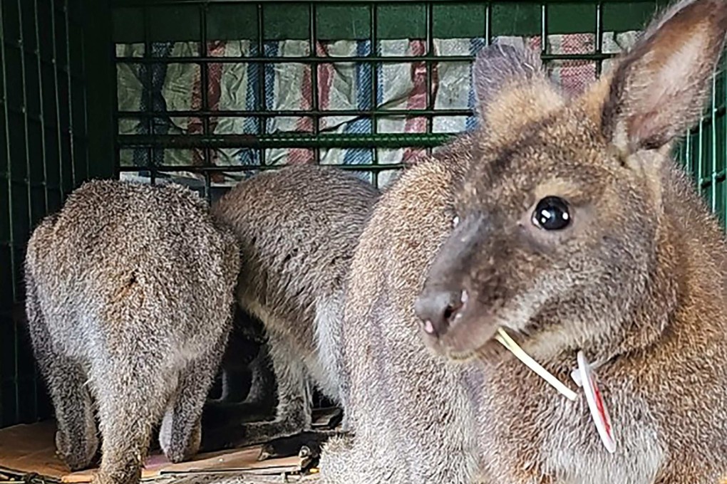 Wallabies at a rescue centre in the Lao Cai province in northern Vietnam. Four wallabies trafficked into Vietnam are on their way to a new home. Photo: AFP