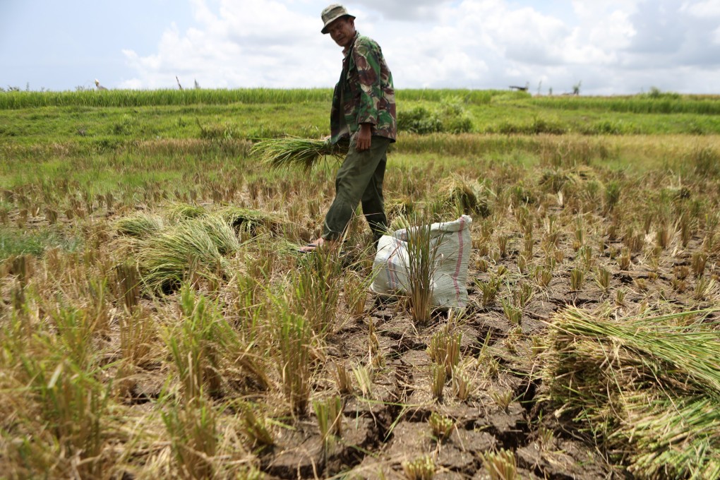 An Indonesian farmer in Banda Aceh forcibly harvests rice in April due to a long drought. Photo: EPA-EFE