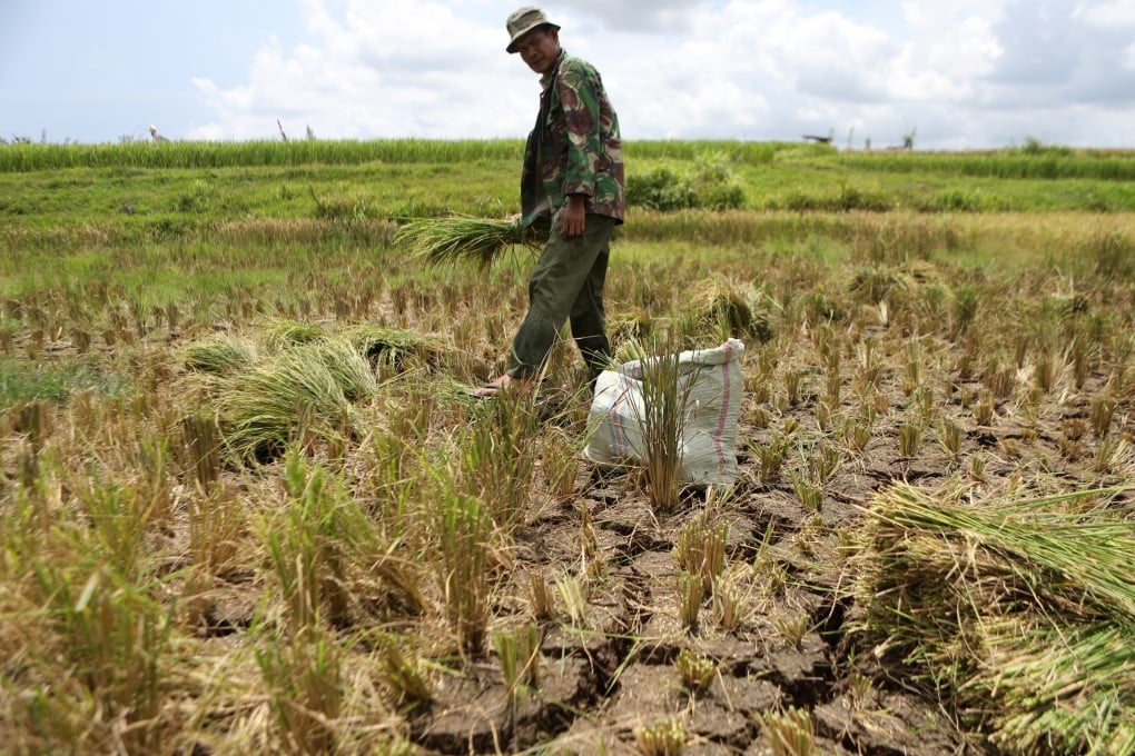 An Indonesian farmer in Banda Aceh forcibly harvests rice in April due to a long drought. Photo: EPA-EFE