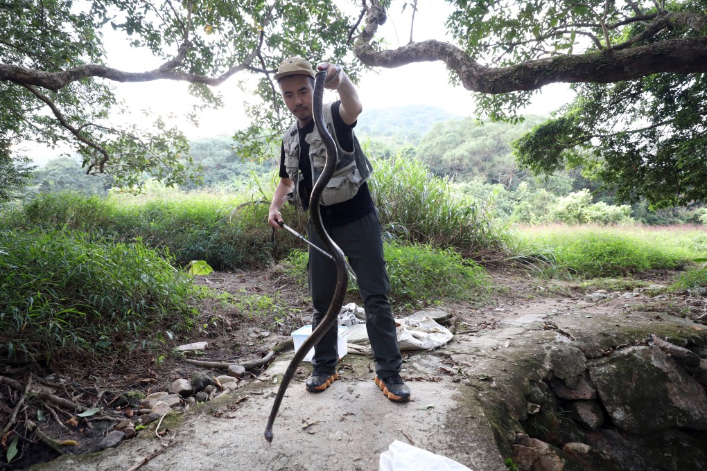 Ivan Li is a 33-year-old seh wong – a Cantonese term for snake catcher which translates as “snake king”. Photo: Sun Yeung