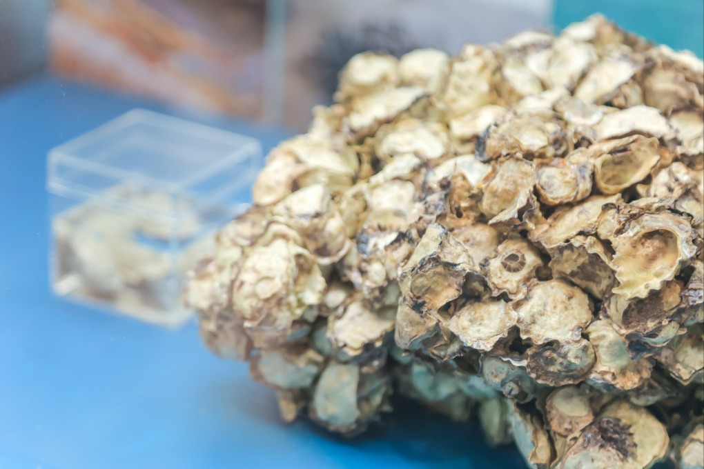 Oysters play a vital role in marine ecosystems, and environmentalists believe the shellfish could play a key role in protecting Hong Kong’s coastlines from the effects of rising sea levels caused by climate change. Photo: The Nature Conservancy